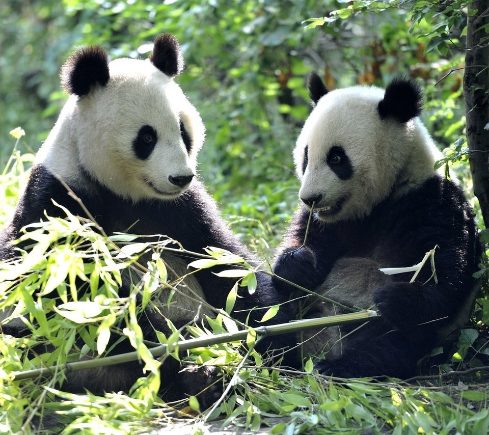 Обои листья, панды, бамбуковый медведь, большая панда, leaves, panda, bamboo bear, the giant panda разрешение 2048x1337 Загрузить