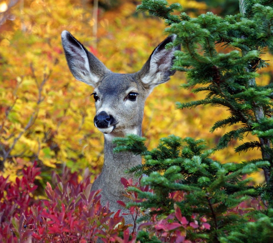 Обои деревья, лес, олень, осень, ушки, животное, trees, forest, deer, autumn, ears, animal разрешение 1920x1200 Загрузить