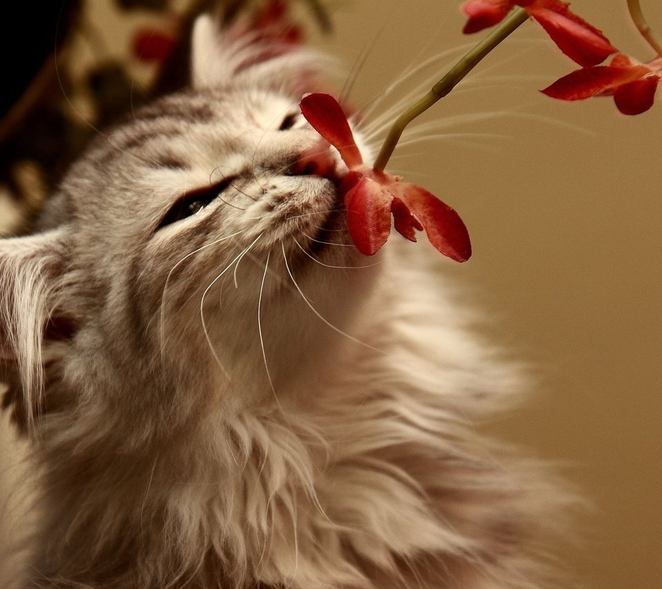 Обои цветок, кот, кошка, пушистый, запах, flower, cat, fluffy, the smell разрешение 2560x1600 Загрузить