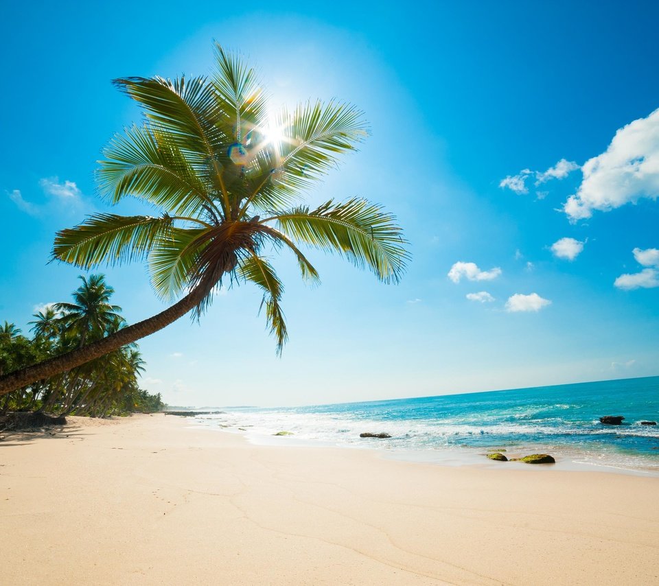 Обои пляж, пальмы, тропики, beach, palm trees, tropics разрешение 2980x1983 Загрузить