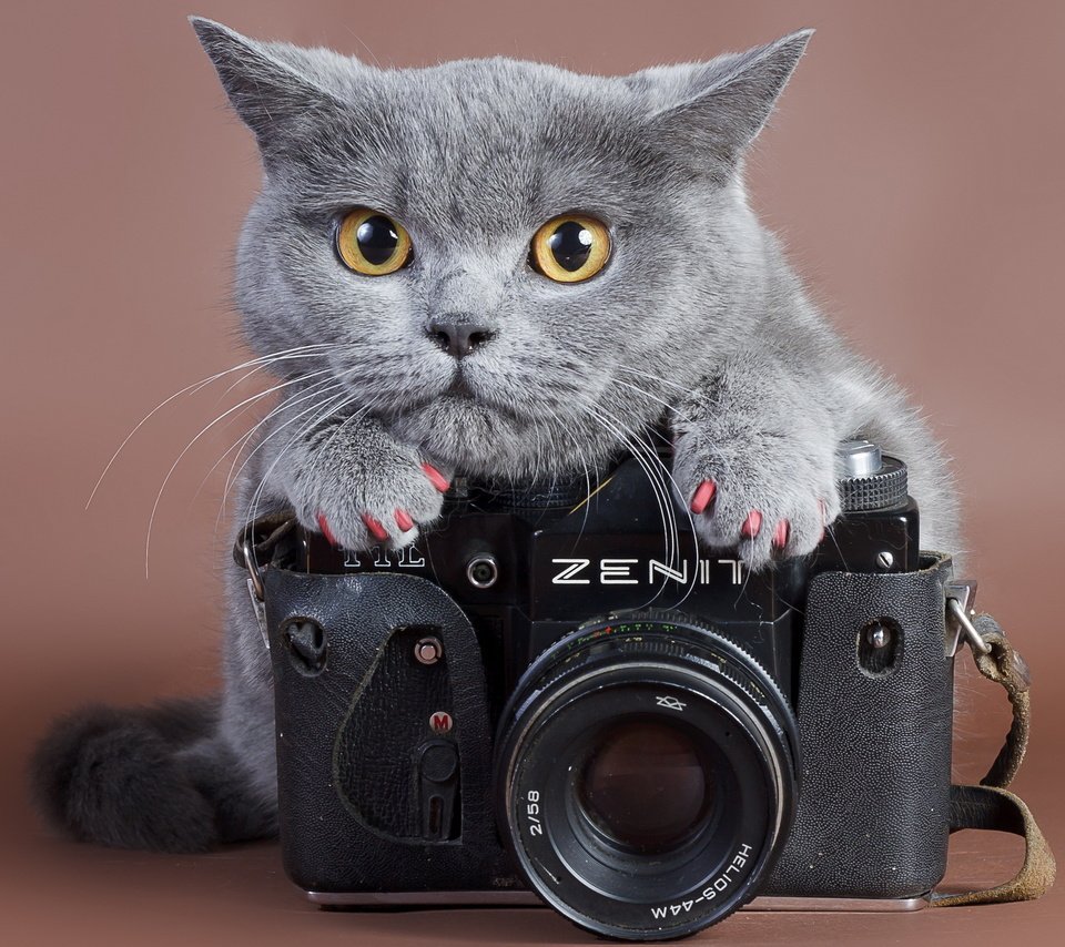 Обои кот, кошка, камера, ноготки, cat, camera, marigolds разрешение 2560x1600 Загрузить