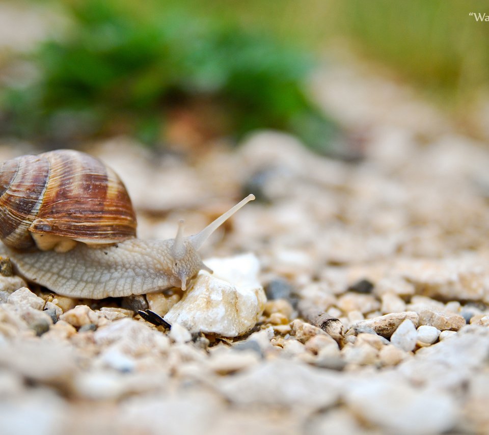 Обои камни, животные, улитка, рожки, раковина, брюхоногие моллюски, stones, animals, snail, horns, sink, gastropods разрешение 2048x1371 Загрузить