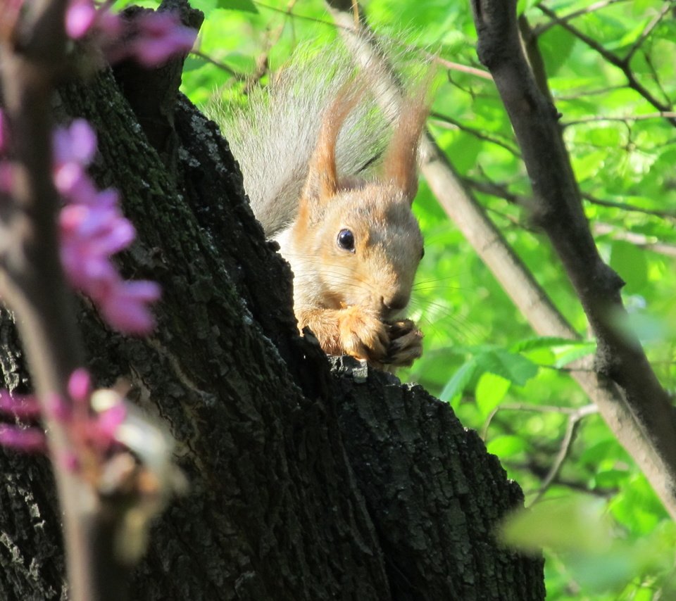 Обои природа, дерево, животные, листва, ушки, белка, nature, tree, animals, foliage, ears, protein разрешение 4000x3000 Загрузить