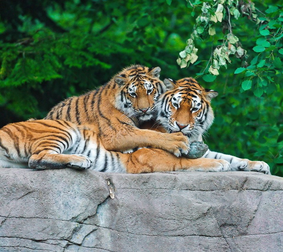 Обои тигр, трава, листья, камень, пара, хищники, tiger, grass, leaves, stone, pair, predators разрешение 1920x1200 Загрузить