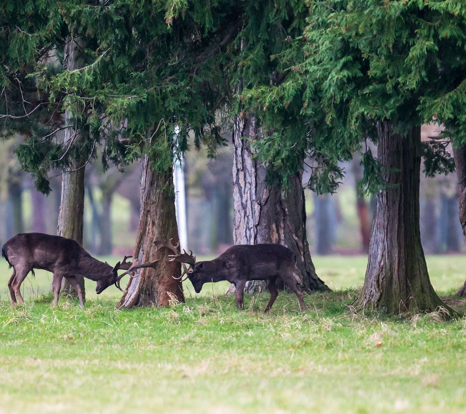 Обои трава, деревья, лес, животные, борьба, игра, рога, олени, grass, trees, forest, animals, fight, the game, horns, deer разрешение 2048x1365 Загрузить