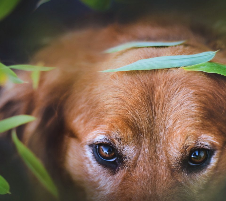 Обои глаза, фон, собака, eyes, background, dog разрешение 2560x1600 Загрузить