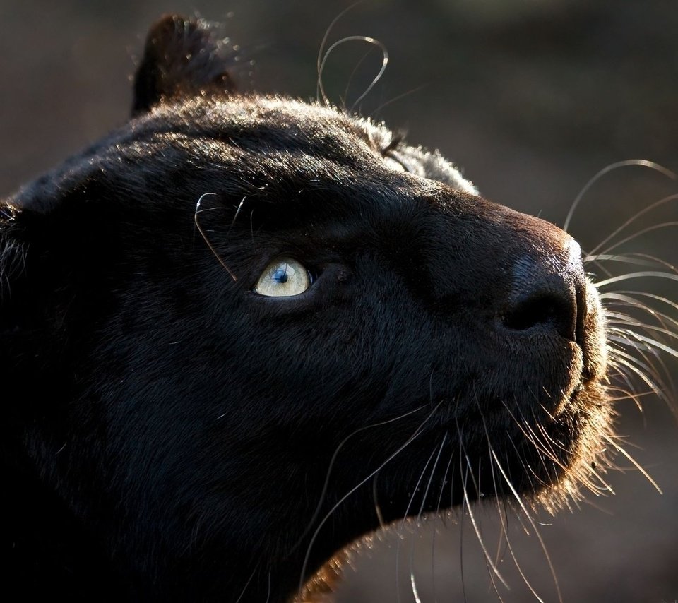 Обои кошка, взгляд, хищник, большая кошка, пантера, черная, cat, look, predator, big cat, panther, black разрешение 1920x1200 Загрузить
