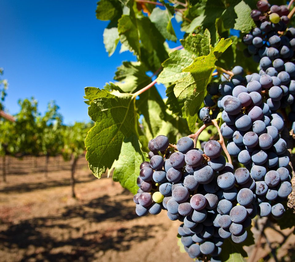 Обои листья, виноград, ягоды, лоза, кисть, гроздь, виноградник, leaves, grapes, berries, vine, brush, bunch, vineyard разрешение 2560x1600 Загрузить