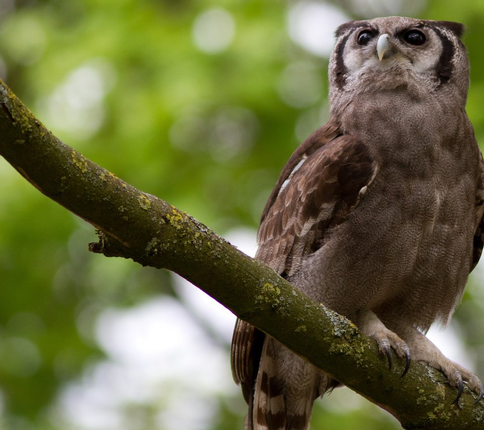 Обои сова, ветка, взгляд, сидит, птица, клюв, перья, owl, branch, look, sitting, bird, beak, feathers разрешение 2048x1365 Загрузить