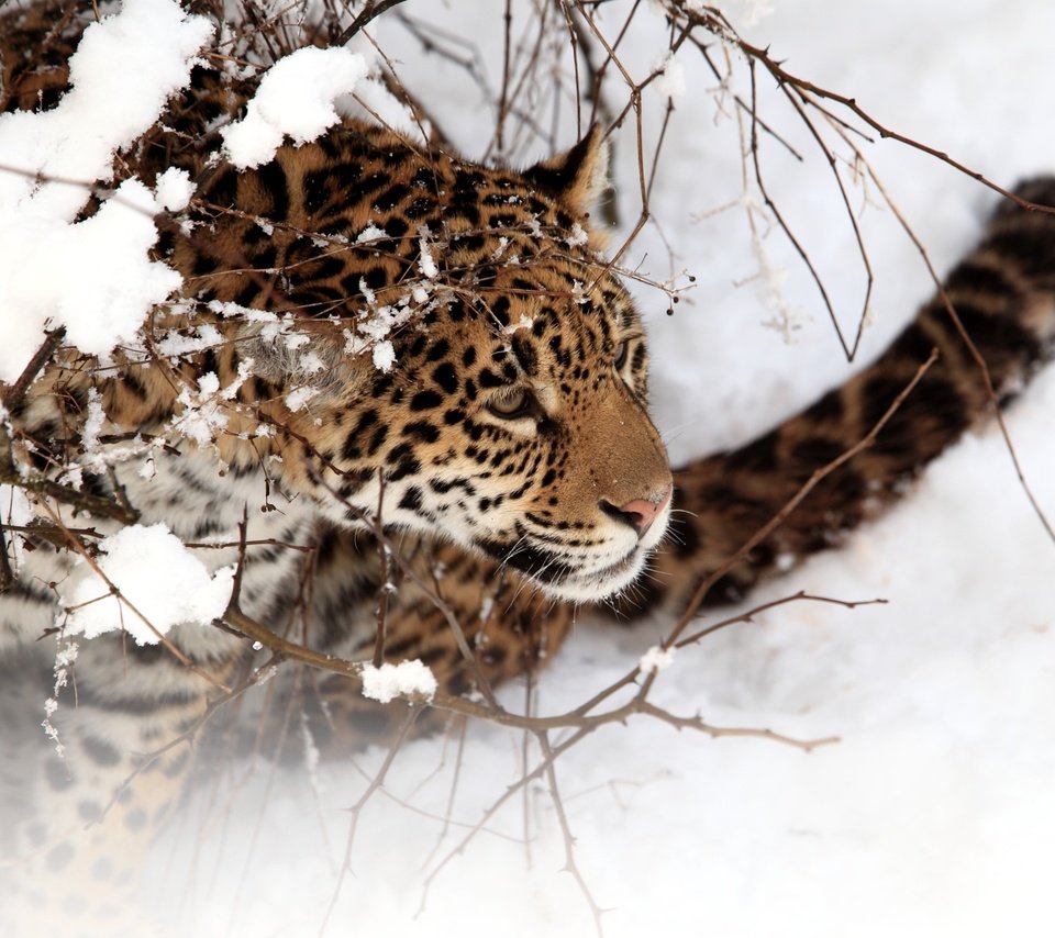 Обои снег, зима, хищник, ягуар, дикая кошка, snow, winter, predator, jaguar, wild cat разрешение 3900x2573 Загрузить