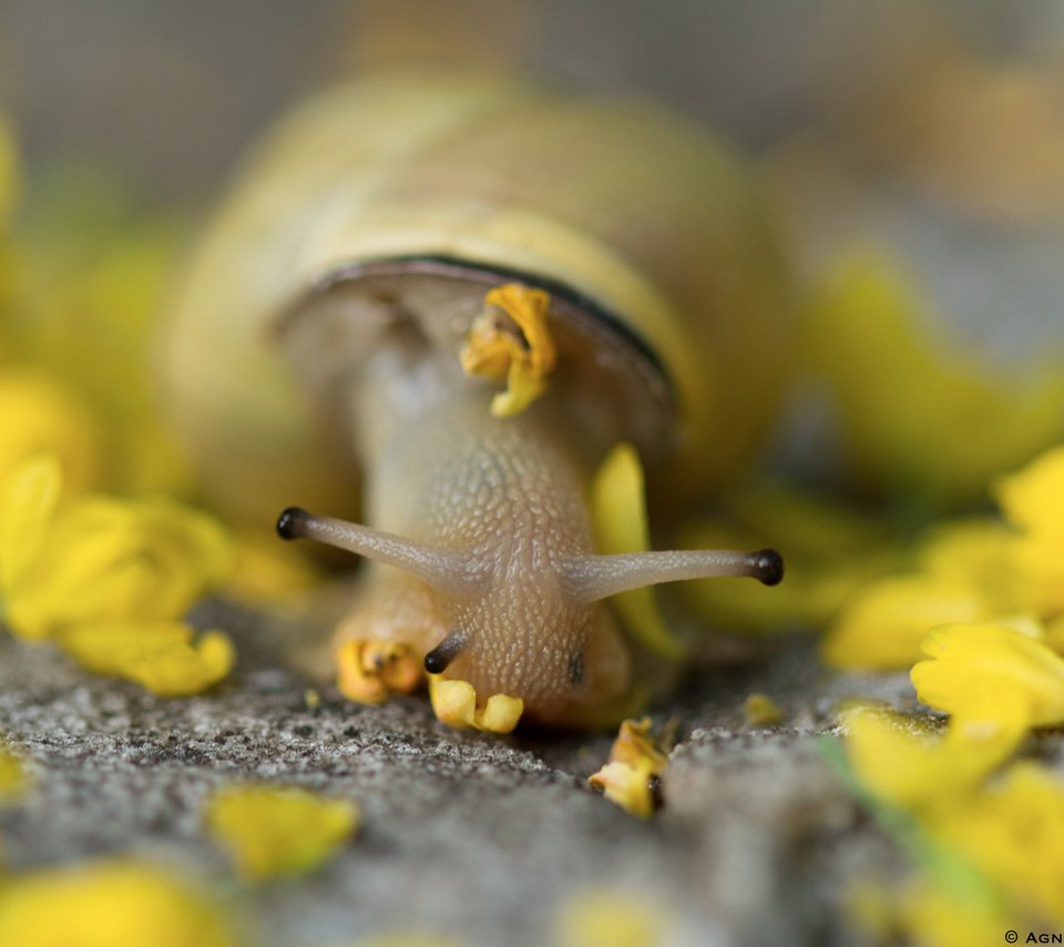 Обои цветы, животные, лепестки, улитка, улитки, flowers, animals, petals, snail, snails разрешение 2048x1365 Загрузить