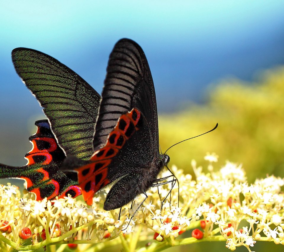 Обои цветы, макро, бабочка, крылья, насекомые, размытость, flowers, macro, butterfly, wings, insects, blur разрешение 2048x1366 Загрузить