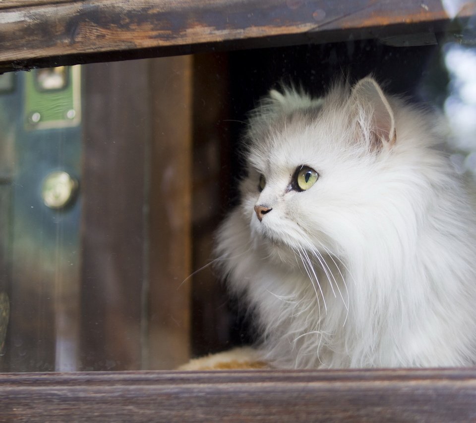 Обои кот, кошка, взгляд, пушистый, белый, окно, стекло, cat, look, fluffy, white, window, glass разрешение 1920x1200 Загрузить