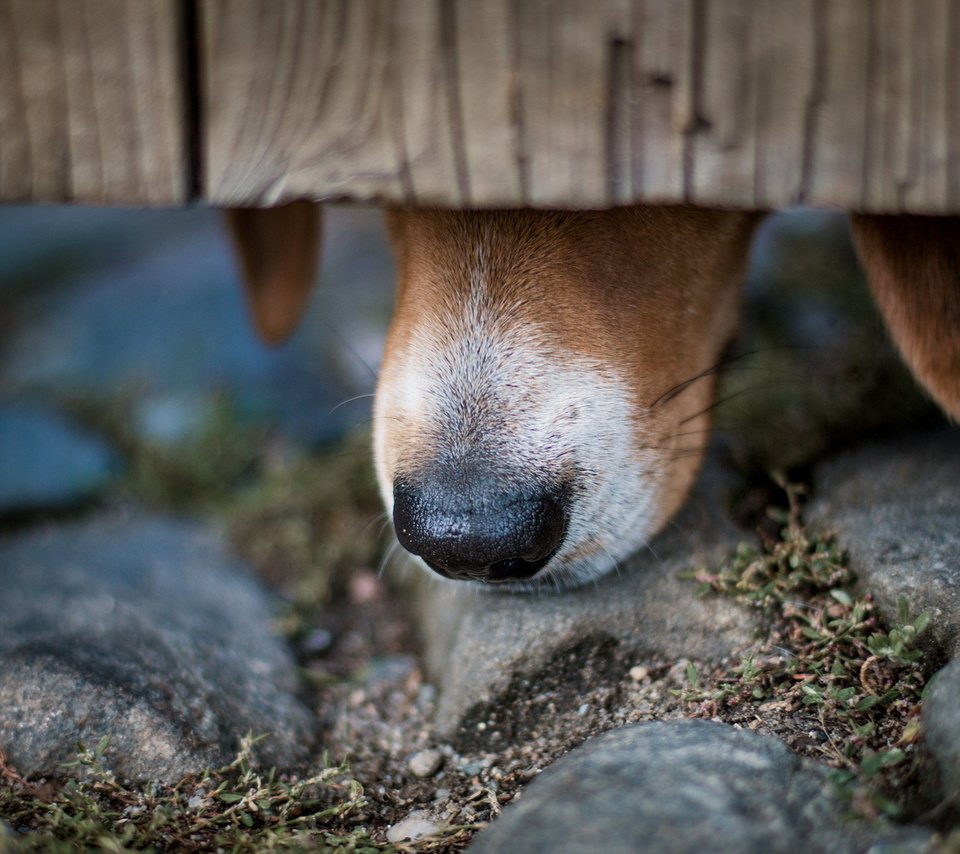 Обои камни, забор, собака, уши, нос, бигль, stones, the fence, dog, ears, nose, beagle разрешение 1920x1200 Загрузить