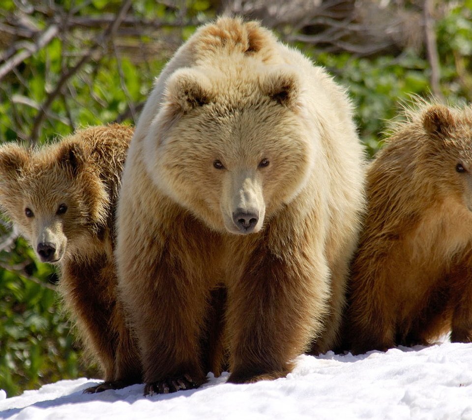 Обои снег, медведь, весна, семья, два, медведи, бурый, медведица, медвежонка, snow, bear, spring, family, two, bears, brown разрешение 1920x1080 Загрузить