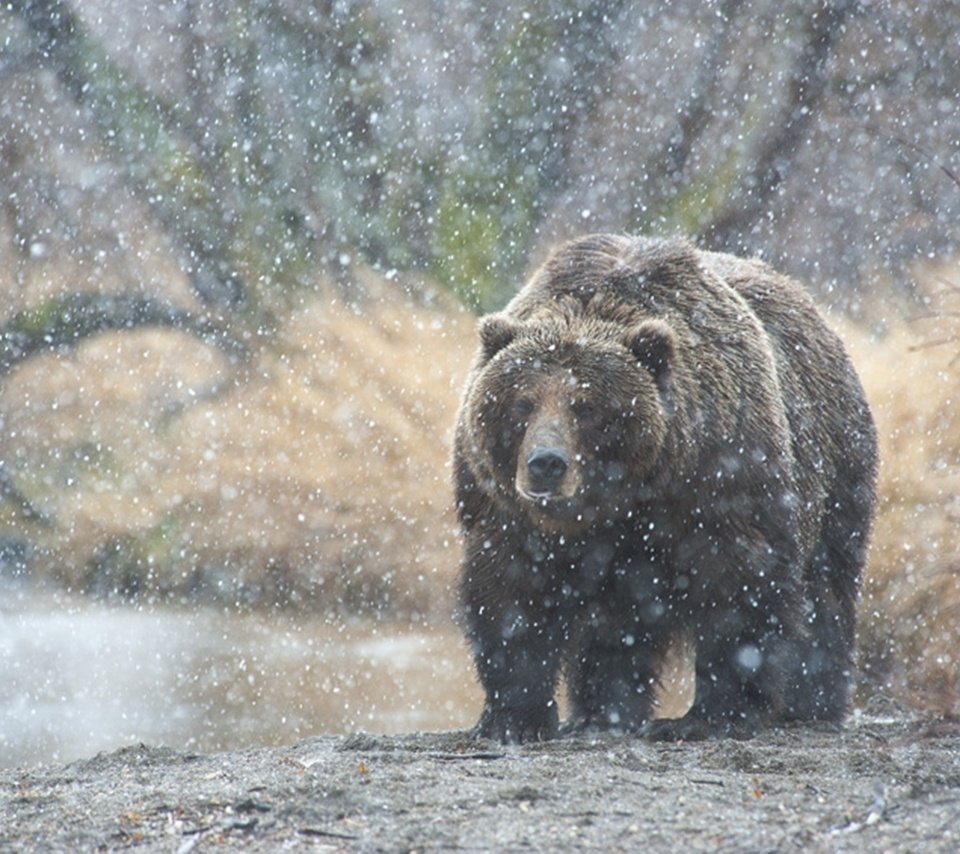 Обои река, природа, лес, медведь, камчатка, русский медведь, river, nature, forest, bear, kamchatka, russian bear разрешение 1920x1278 Загрузить