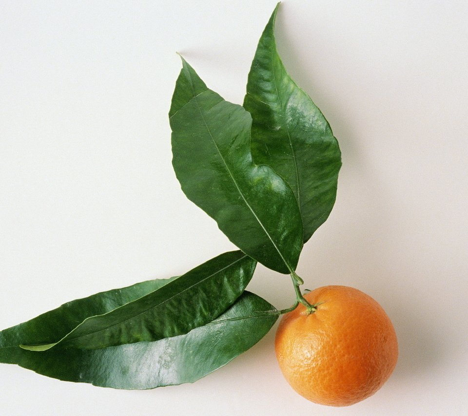 Обои листья, фрукты, белый фон, цитрус, мандарин, leaves, fruit, white background, citrus, mandarin разрешение 1920x1200 Загрузить