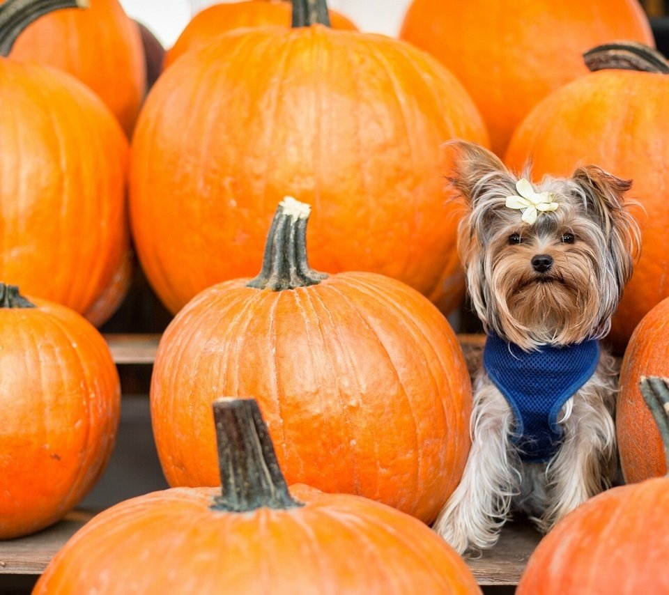 Обои фон, взгляд, тыквы, бантик, йоркширский терьер, cобака, background, look, pumpkin, bow, yorkshire terrier, dog разрешение 2137x1200 Загрузить