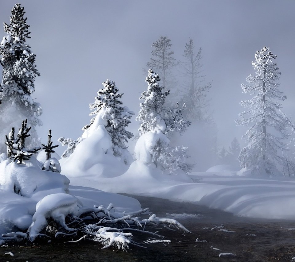 Обои снег, лес, зима, елки, сугробы, сказочный, snow, forest, winter, tree, the snow, fabulous разрешение 1920x1200 Загрузить