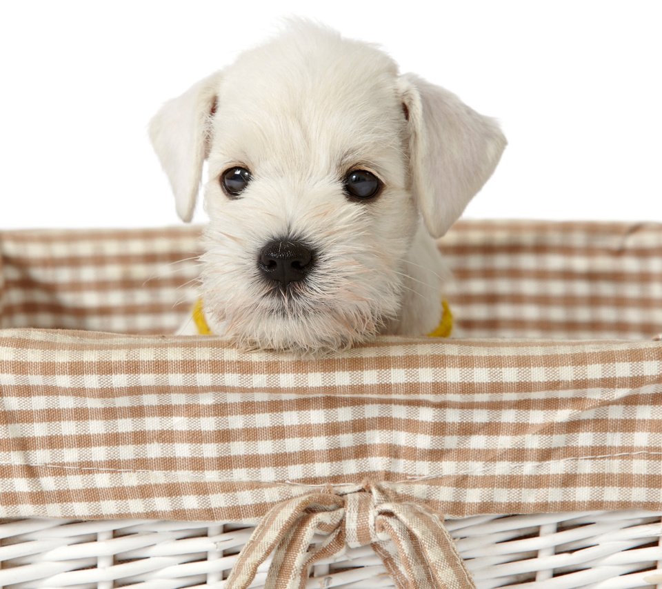 Обои взгляд, белый, собака, щенок, корзинка, милый щенок, look, white, dog, puppy, basket, cute puppy разрешение 2880x1800 Загрузить