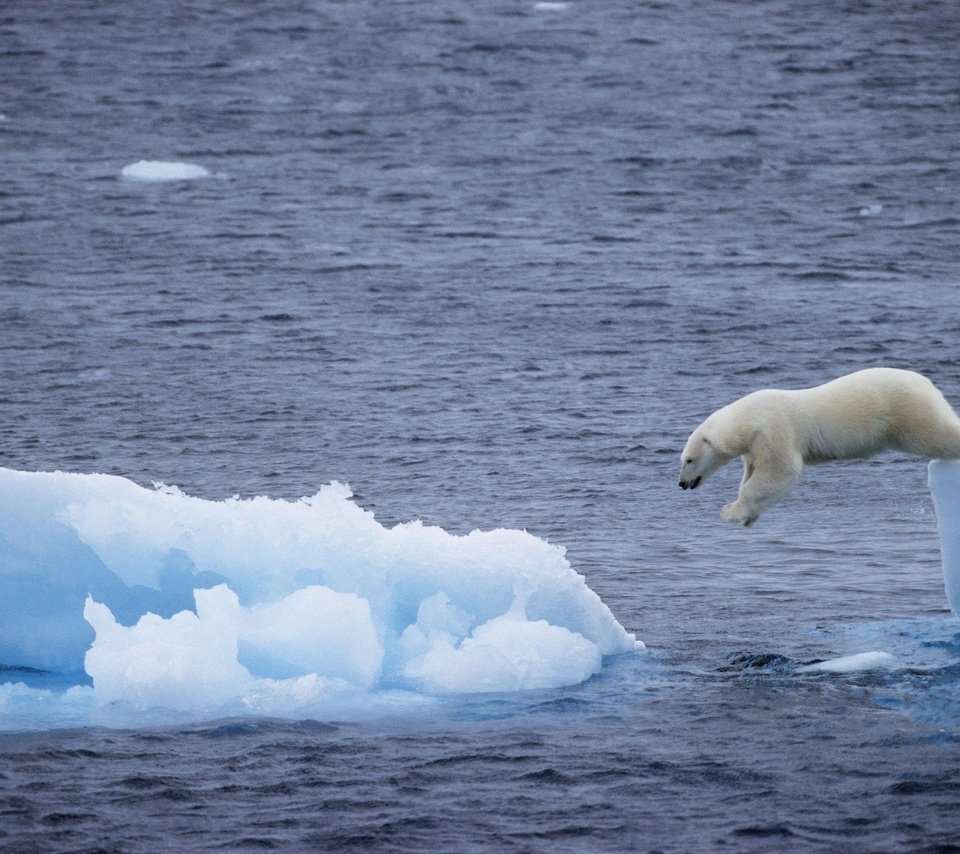Обои море, медведь, белый, прыжок, льдина, арктика, полярный, sea, bear, white, jump, floe, arctic, polar разрешение 2560x1745 Загрузить