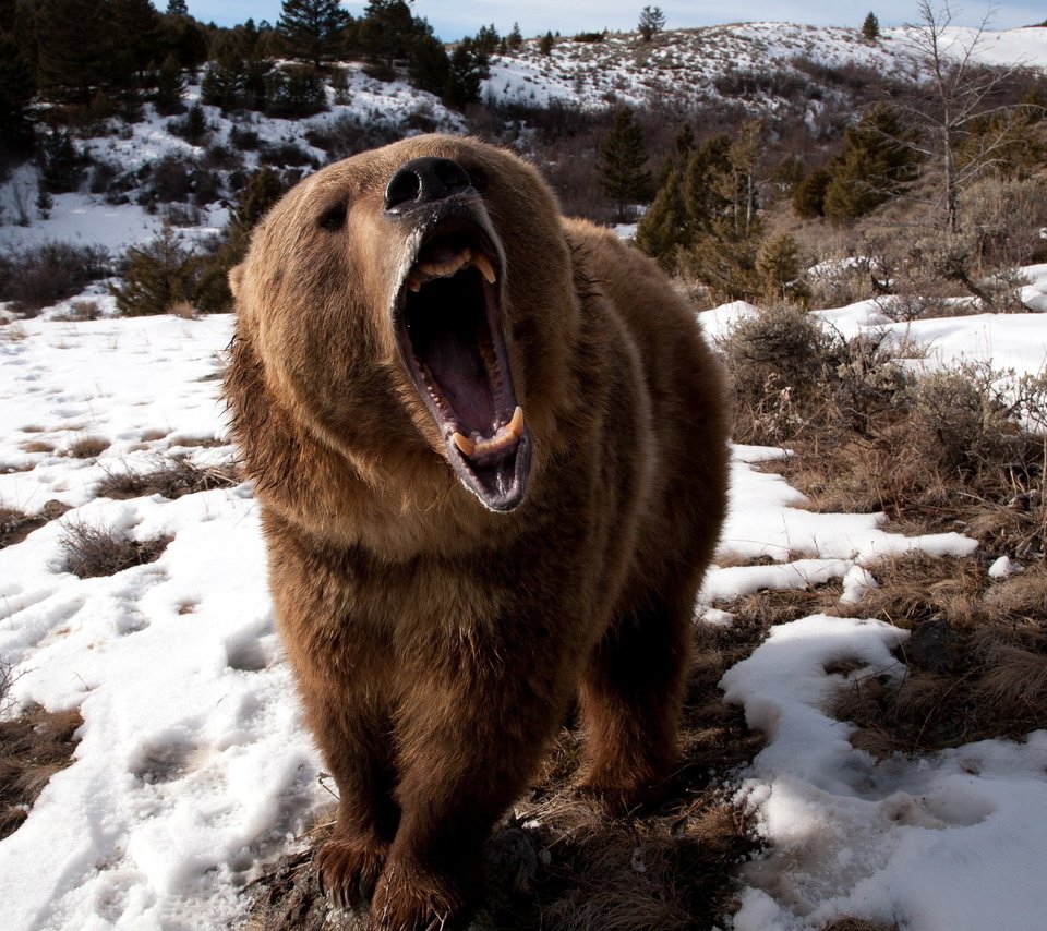Обои снег, медведь, клыки, яростный, бушующий, snow, bear, fangs, furious, raging разрешение 2560x1600 Загрузить