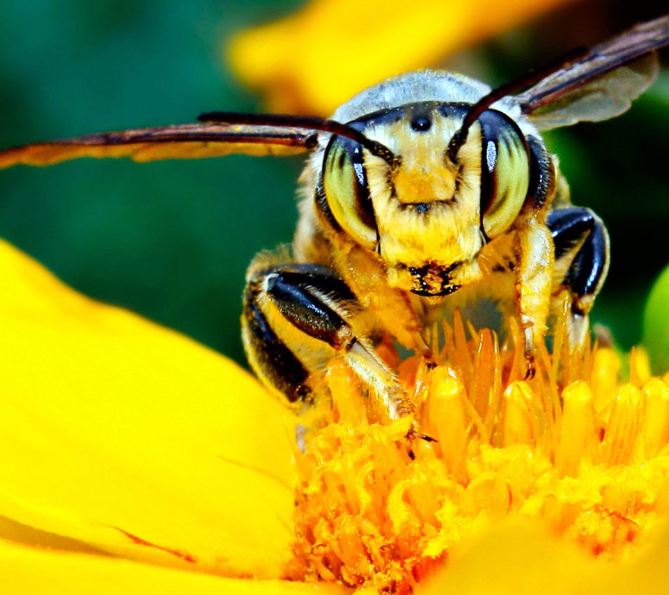 Обои желтый, цветок, насекомые, пчела, нектар, мед.цветок, yellow, flower, insects, bee, nectar, med.flower разрешение 1920x1200 Загрузить