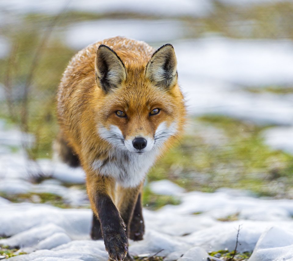 Обои трава, снег, взгляд, рыжая, лиса, лисица, grass, snow, look, red, fox разрешение 2048x1536 Загрузить