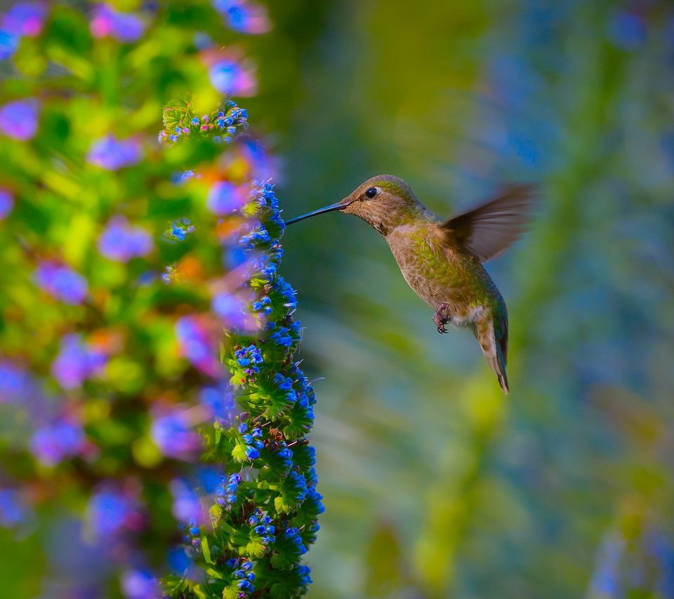 Обои цветы, природа, сад, птица, колибри, flowers, nature, garden, bird, hummingbird разрешение 1920x1200 Загрузить