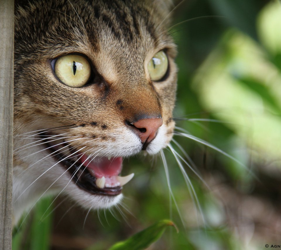 Обои морда, кот, кошка, взгляд, зубы, face, cat, look, teeth разрешение 2048x1365 Загрузить