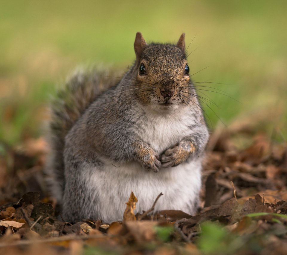 Обои листья, осень, животное, белка, грызун, leaves, autumn, animal, protein, rodent разрешение 2048x1508 Загрузить