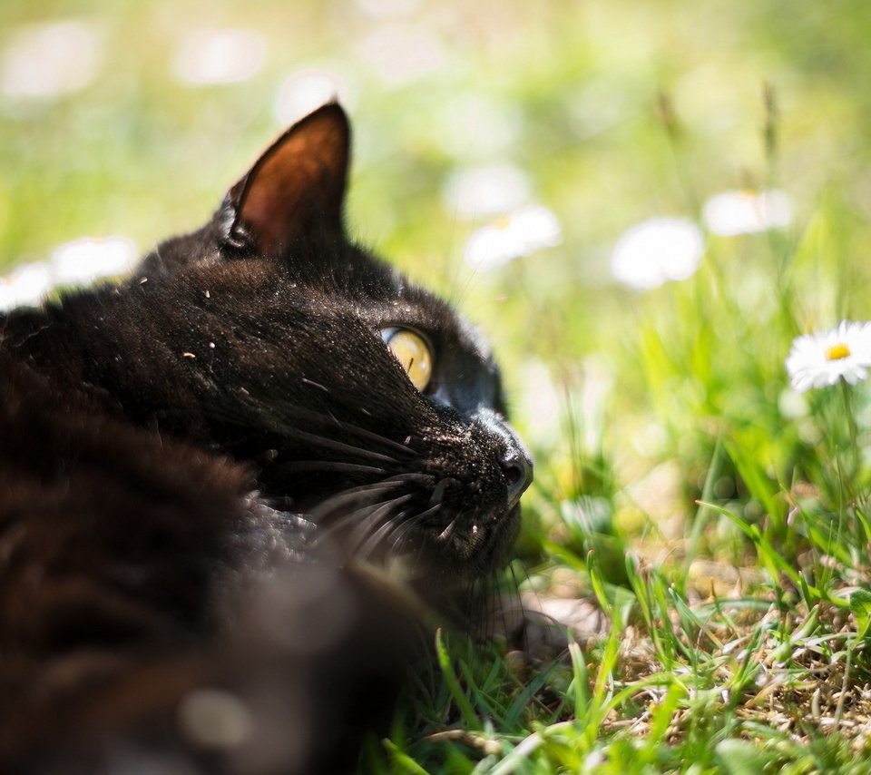 Обои трава, природа, кот, кошка, черный. цветы, grass, nature, cat, black. flowers разрешение 1920x1200 Загрузить