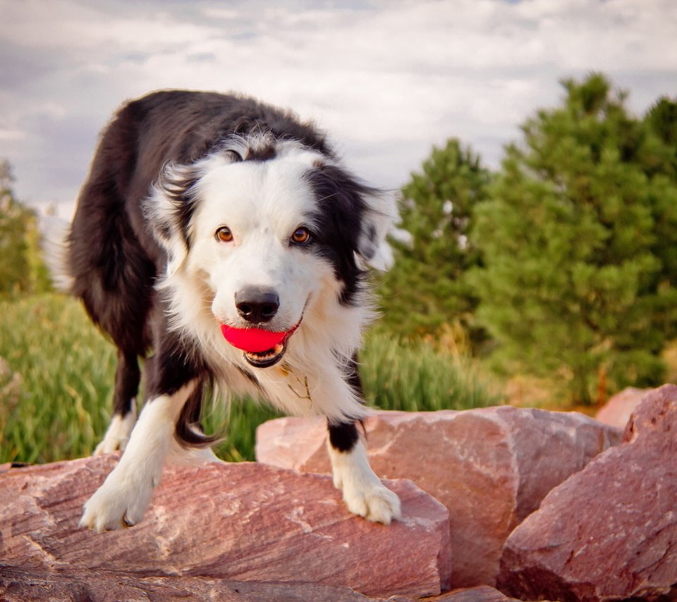 Обои камни, собака, мячик, бордер колли.взгляд, бордер колли, stones, dog, the ball, border collie.look, border collie разрешение 1920x1280 Загрузить