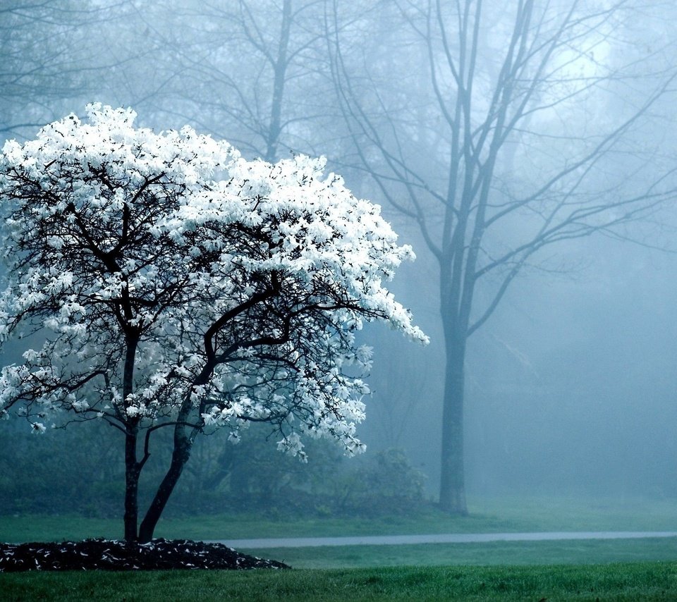 Обои дерево, цветение, лес, парк, туман, весна, tree, flowering, forest, park, fog, spring разрешение 2560x1440 Загрузить