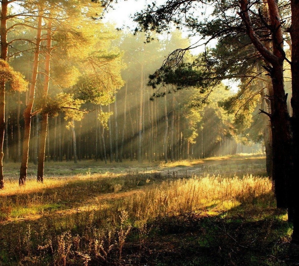 Обои деревья, солнце, лес, осень, солнечные лучи, trees, the sun, forest, autumn, the sun's rays разрешение 1920x1080 Загрузить