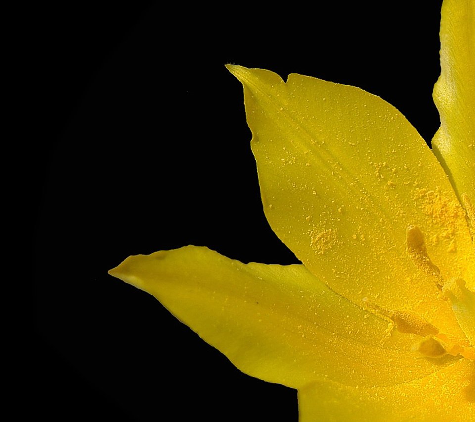 Обои макро, желтый тюльпан, macro, yellow tulip разрешение 2560x1600 Загрузить