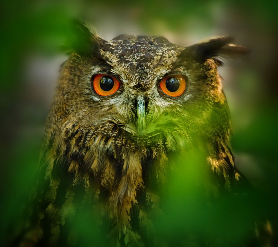 Обои глаза, сова, листья, размытость, птица, eyes, owl, leaves, blur, bird разрешение 2048x1365 Загрузить