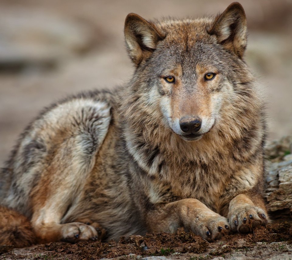 Обои смотрит, лежит, хищник, волк, looks, lies, predator, wolf разрешение 2048x1365 Загрузить