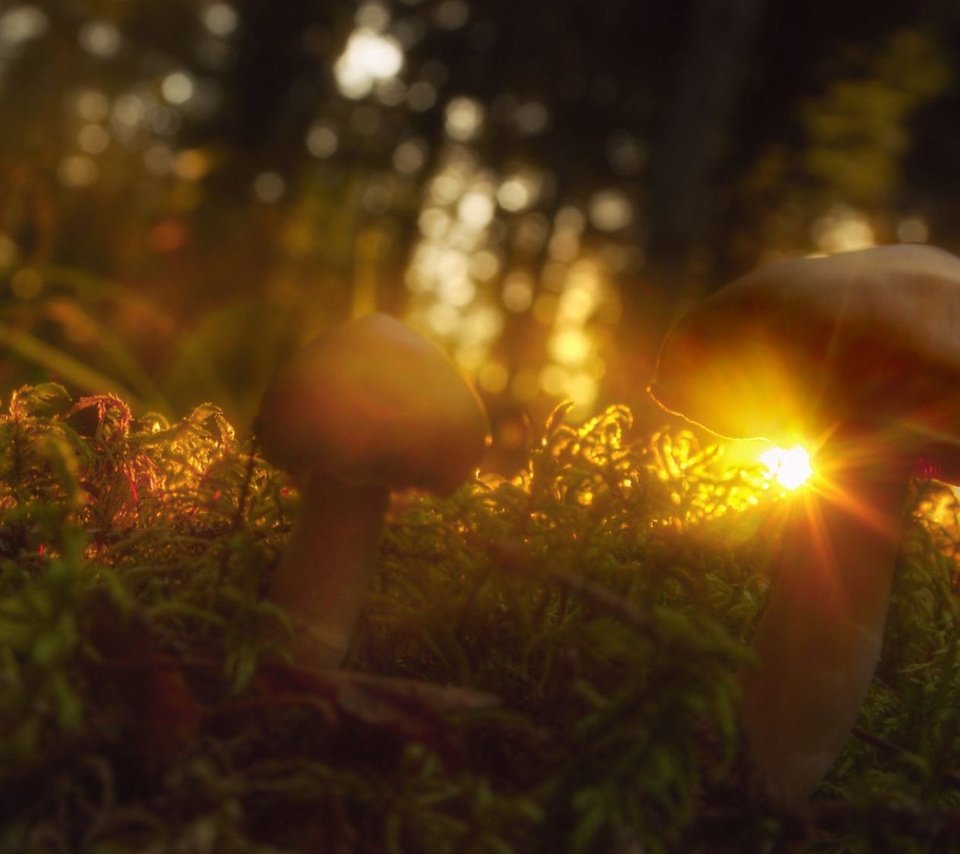 Обои трава, солнце, макро, лучи, грибы, grass, the sun, macro, rays, mushrooms разрешение 2000x1125 Загрузить