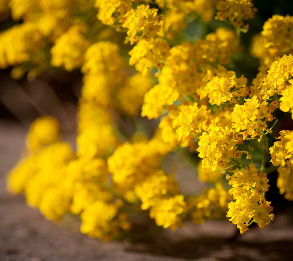 Обои цветы, цветение, желтые, кустарник, желтые цветы, flowers, flowering, yellow, shrub, yellow flowers разрешение 1920x1200 Загрузить