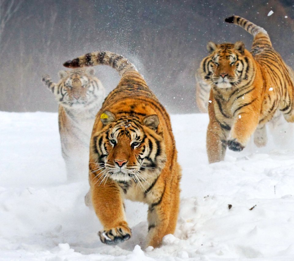 Обои тигр, зима, бегут, tiger, winter, run разрешение 2583x1722 Загрузить