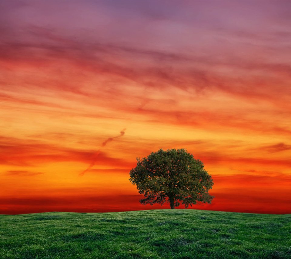 Обои небо, трава, дерево, закат, пейзаж, поле, the sky, grass, tree, sunset, landscape, field разрешение 1920x1200 Загрузить