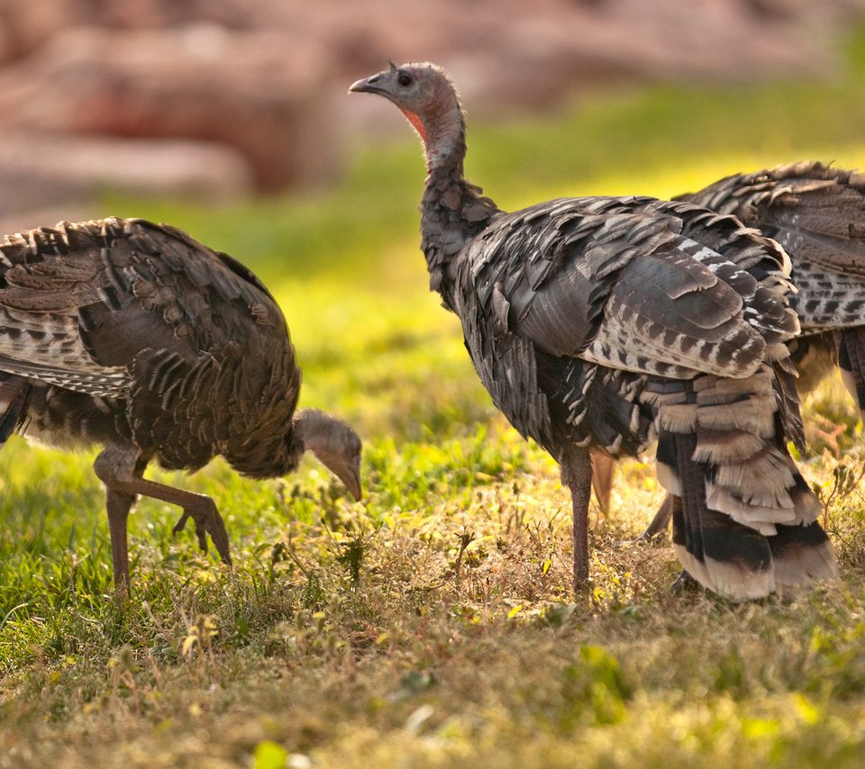 Обои трава, природа, птицы, клюв, перья, дрофа, grass, nature, birds, beak, feathers, bustard разрешение 2880x1800 Загрузить