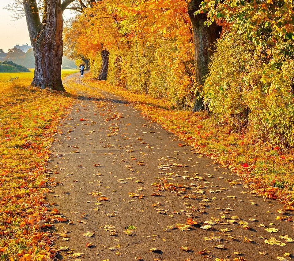 Обои дорога, деревья, листья, пейзаж, осень, человек, желтые, road, trees, leaves, landscape, autumn, people, yellow разрешение 2880x1800 Загрузить