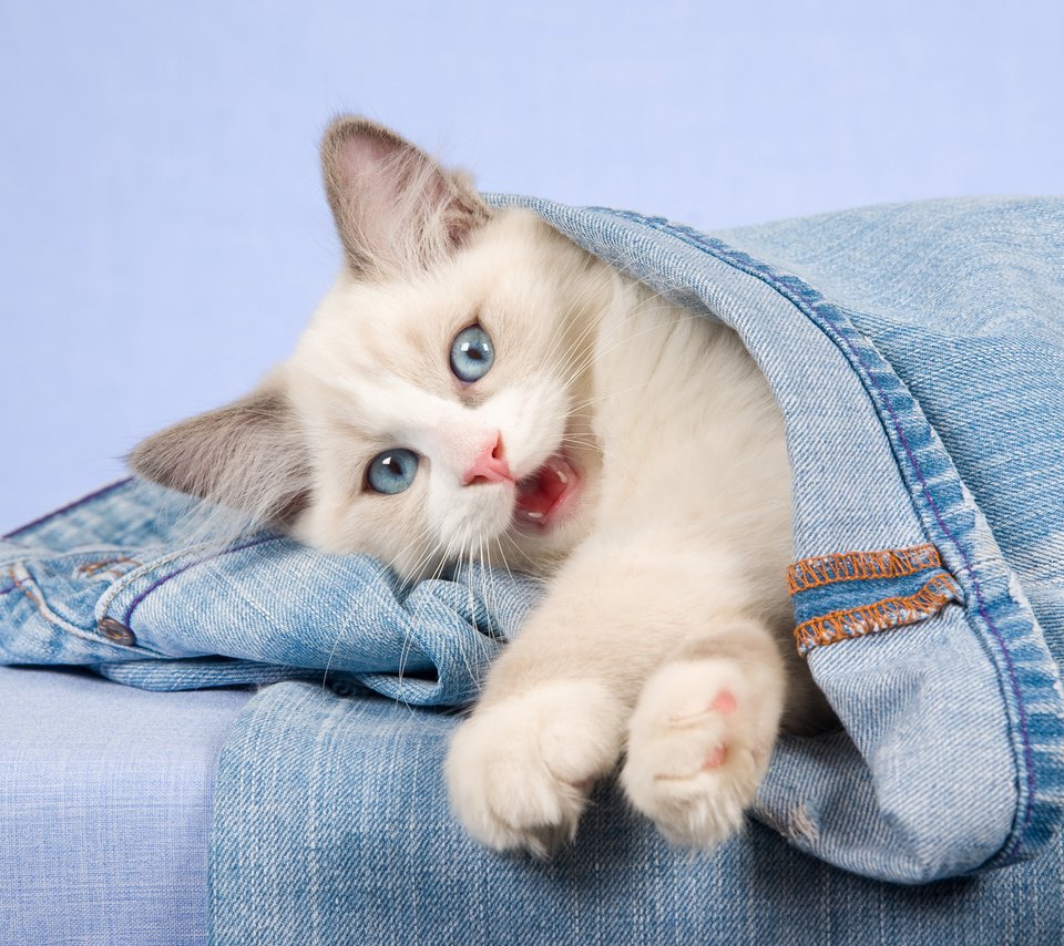 Обои кошка, взгляд, котенок, джинсы, голубые глаза, cat, look, kitty, jeans, blue eyes разрешение 2880x1800 Загрузить