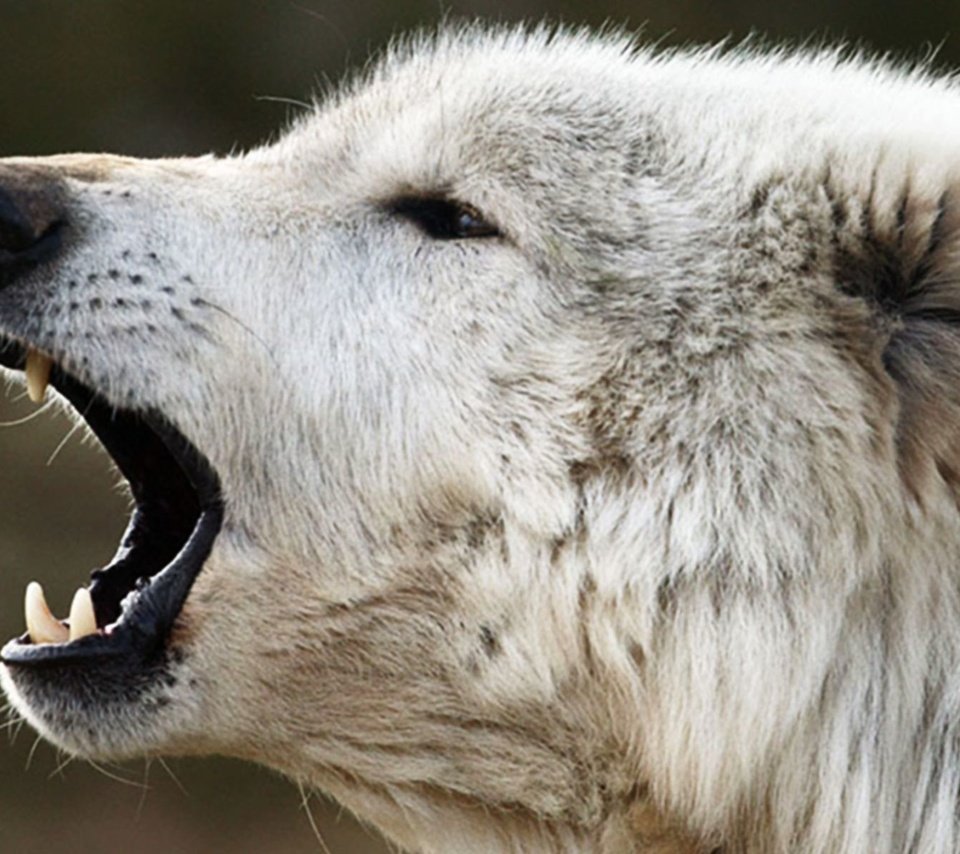 Обои белый, хищник, профиль, волк, арктический волк, белый волк, white, predator, profile, wolf, arctic wolf, white wolf разрешение 1920x1200 Загрузить