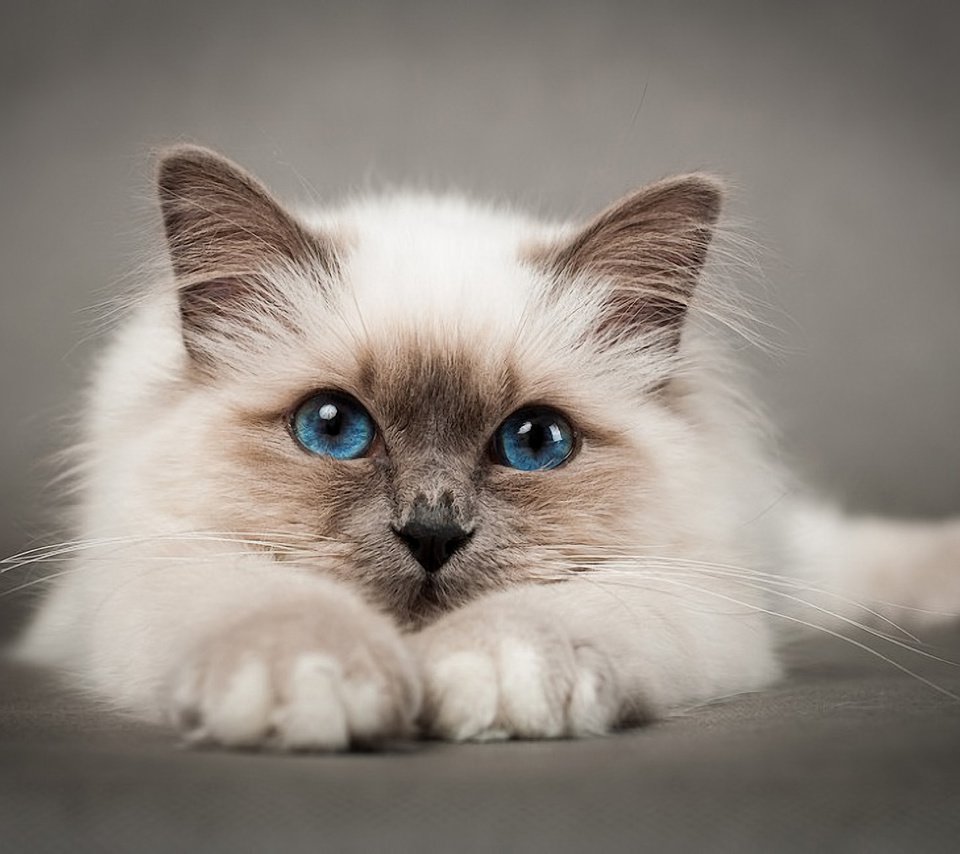 Обои кошка, голубые глаза, киска, пушистая, сиамская, cat, blue eyes, pussy, fluffy, siamese разрешение 1920x1274 Загрузить