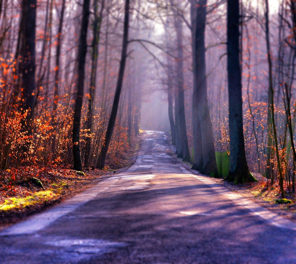 Обои свет, дорога, деревья, туман, осень, light, road, trees, fog, autumn разрешение 2048x1356 Загрузить