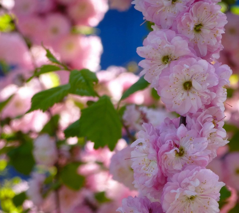 Обои цветы, макро, лепестки, весна, сакура, цветние, flowers, macro, petals, spring, sakura, cvetnie разрешение 1920x1200 Загрузить