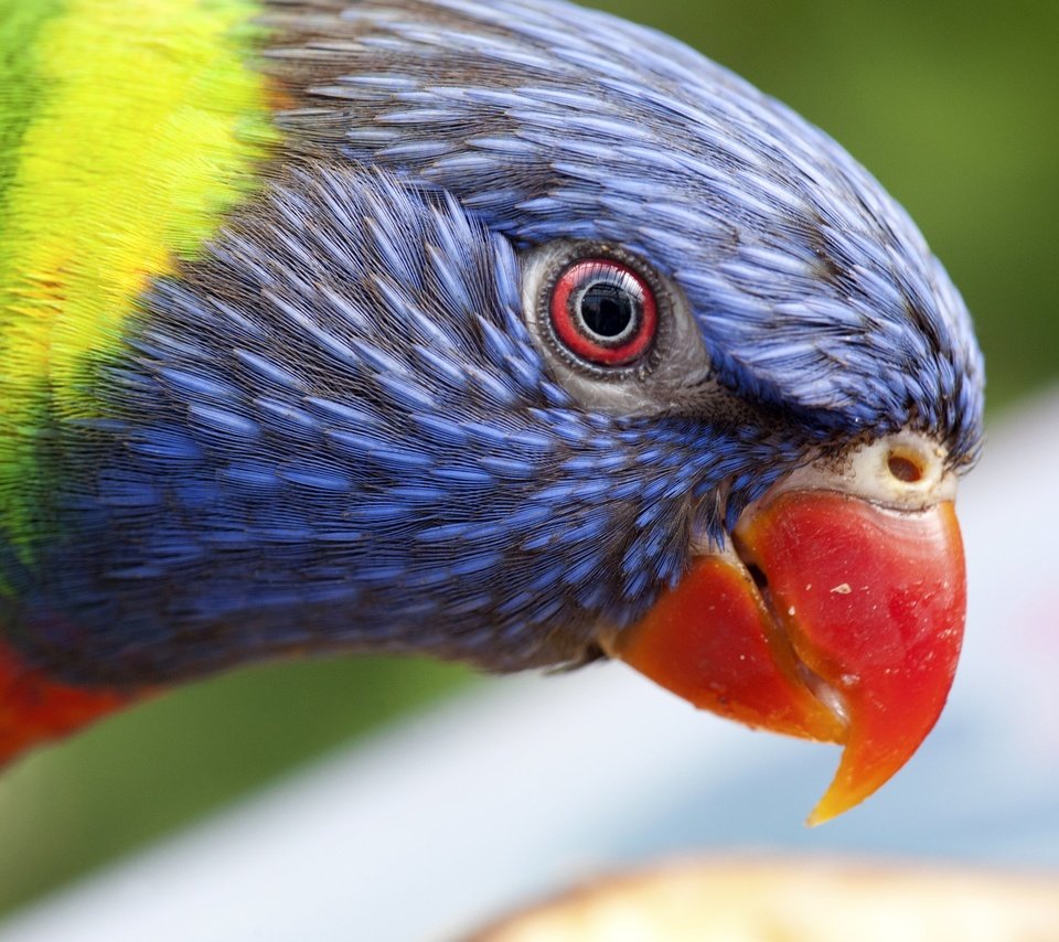 Обои птица, клюв, попугай, радужный лорикет, bird, beak, parrot, rainbow lorikeet разрешение 2643x1978 Загрузить